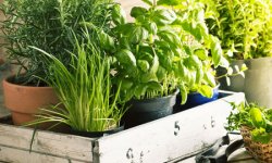 Польза зелени, выращиваемой в домашних условиях