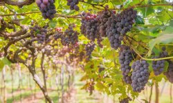 Посадка и выращивание винограда из косточки