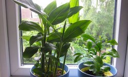 Выращиваем кардамон дома: тропики на подоконнике