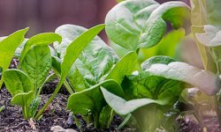 Особенности выращивания шпината в домашних условиях