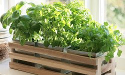 Выращивание зелени на подоконнике зимой – овощная зелень, приправы