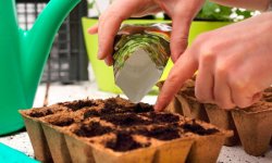 12 заповедей: как выращивать семена в домашних условиях