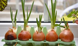 Как вырастить зеленый лук в воде на подоконнике