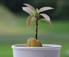 Выращивание авокадо из косточки в домашних условиях 