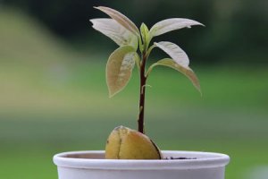 Выращивание авокадо из косточки в домашних условиях 