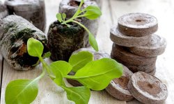 Как правильнее всего выращивать рассаду в торфяных таблетках