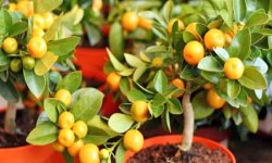 Проверенный способ вырастить мандарин из косточки в домашних условиях