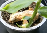 Выращивание имбиря в домашних условиях: секреты и правила