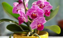Как выращивать орхидею в домашних условиях и правильно ухаживать за ней