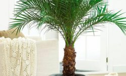 Финиковая пальма: финик из косточки в домашних условиях