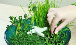 Как выбрать проращиватель для микрозелени – простая инструкция