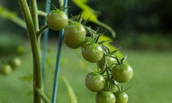 Зеленоплодные помидоры: как их вырастить и какие они бывают