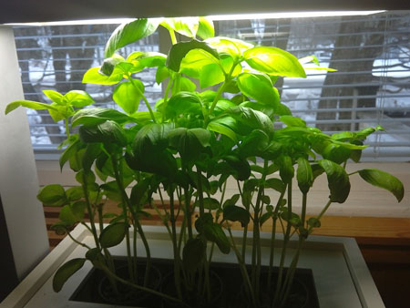 Как выращивать зелень в домашних условиях на подоконнике?