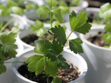 Как выращивать зелень в домашних условиях на подоконнике?