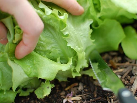 Как вырастить салат в квартире видео