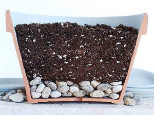 Можно ли выращивать укроп и петрушку на подоконнике?