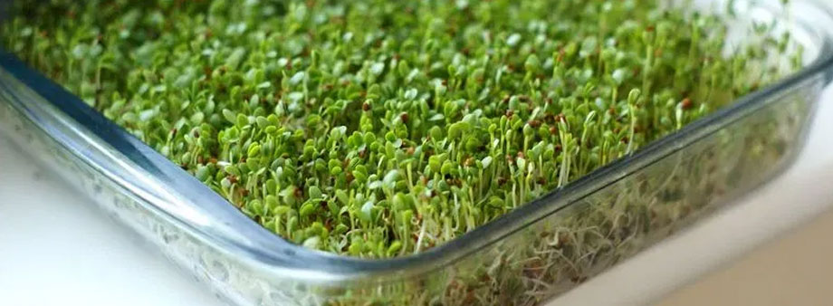проращивание микрозелени в лотках