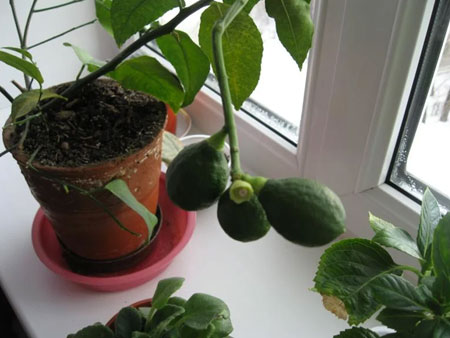 авокадо растет на окне