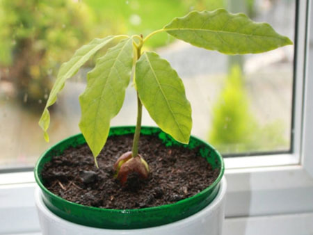 авокадо растет на подоконнике