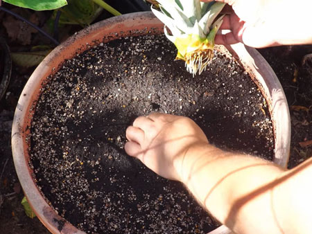 Подготовка почвы для посадки ананаса