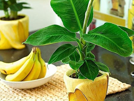 проращивание бананов