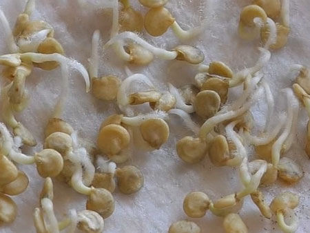 Проклюнувшиеся семена баклажанов