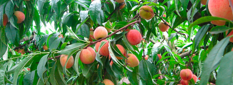 Выращивание персиков в средней полосе