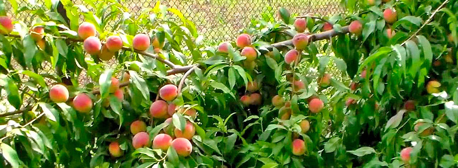 Выращивание персиков в стланцевой форме