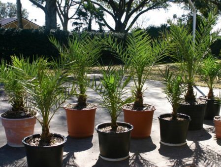 Профилактика болезней финиковой пальмы