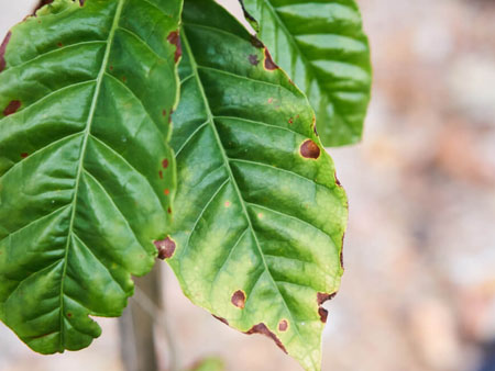 У кофейного дерева на листьях темно-коричневые пятна