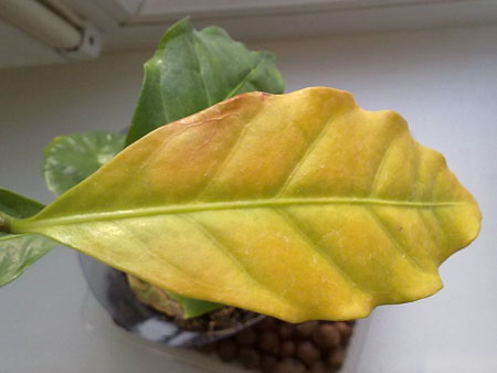 У кофейного дерева желтеют и опадают нижние листья