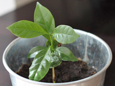 Выращивание кофейного дерева из черенков