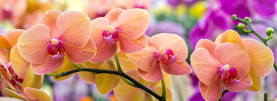 Орхидеи в естественной среде