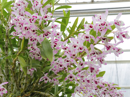 Орхидея Дендробиум на подоконнике