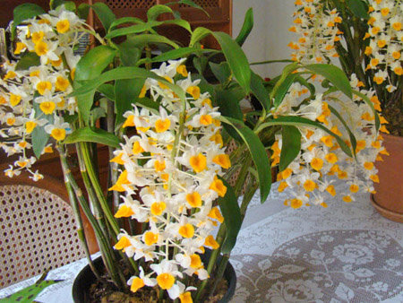 Орхидея Дендробиум в домашних условиях