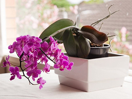 орхидея фаленопсис дома