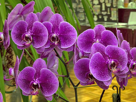 Орхидея Фаленопсис гибридный дома