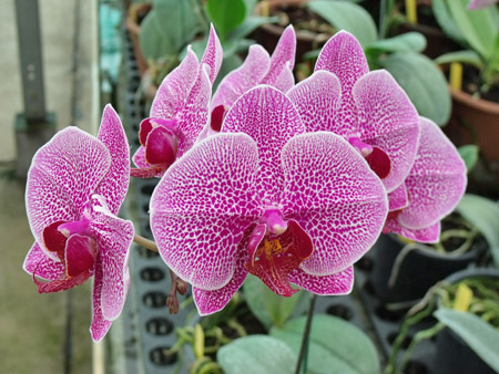 Орхидея Фаленопсис гибридный в домашних условиях