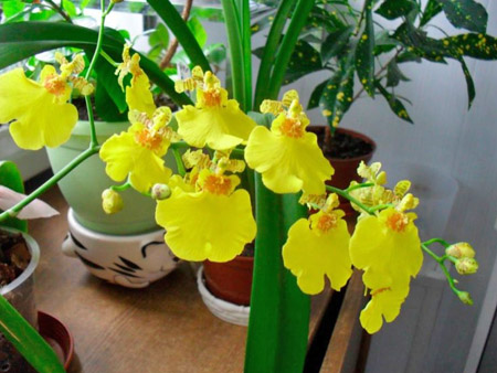 Орхидея Онцидиум в домашних условиях