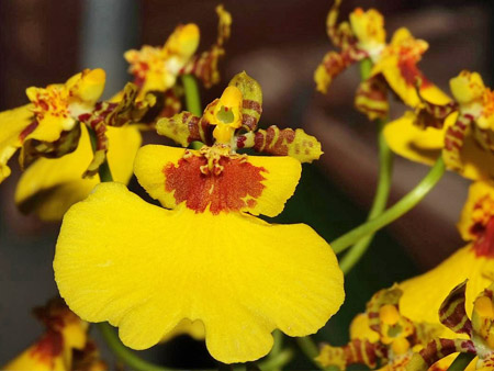 Орхидея Онцидиум 
