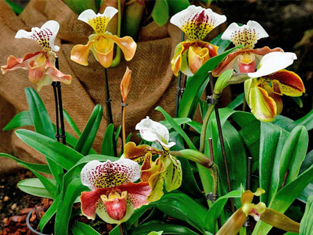 Орхидея Пафиопедилум в домашних условиях