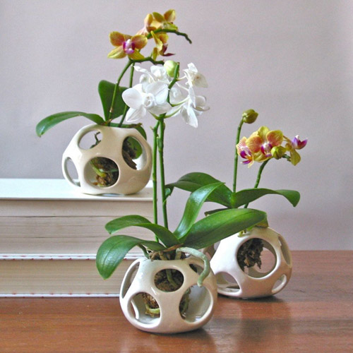 Орхидея в керамическом горшке