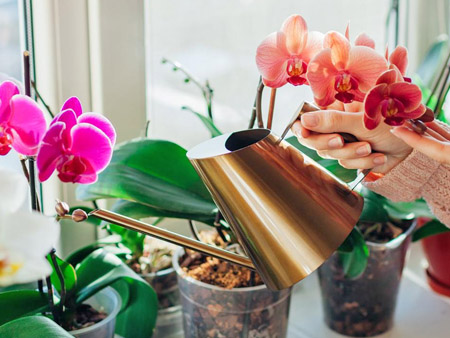 Полив орхидеи из лейки