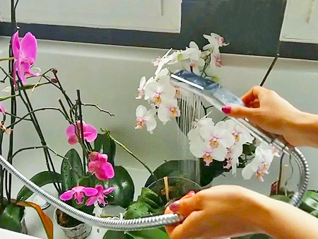 Полив орхидей под душем