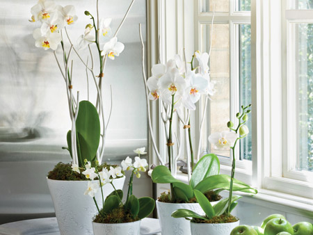 Свет для орхидей