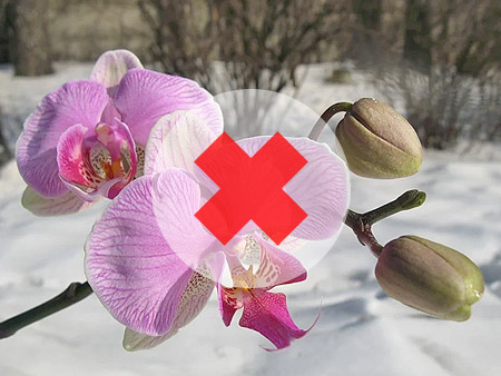 Транспортировка орхидеи в мороз