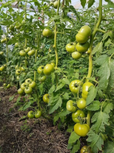Как определить, созрели ли зеленые помидоры