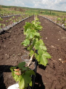 Посадка виноградных черенков без корней 