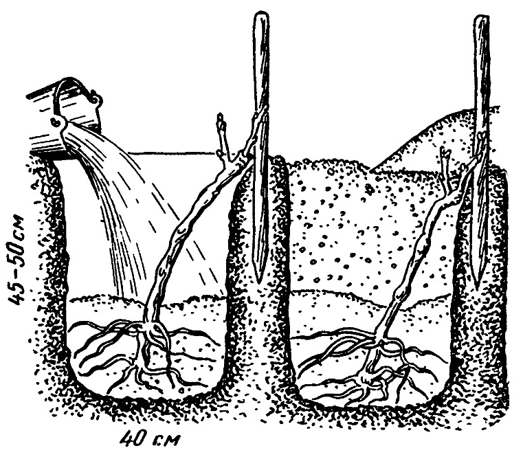 Как сажать виноград схема посадки